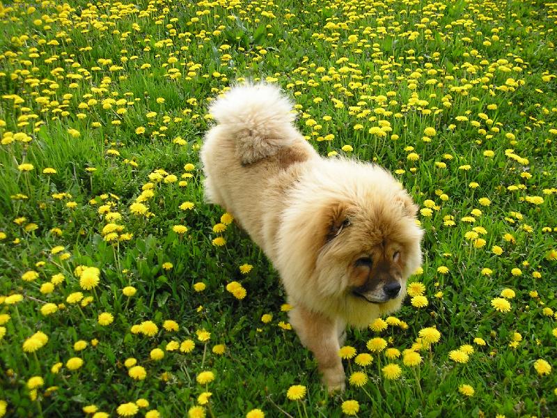 Foto: Nelinka a pampelišky