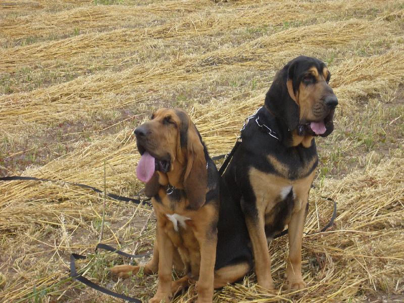 Foto: SPOLU A NAPOŘAD-SEDÍCÍ BLOODHOUNDI