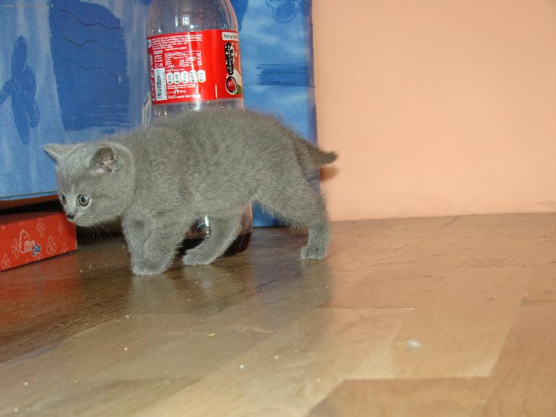 Foto: čibu-naše nová kočička, je to pořádný číslo