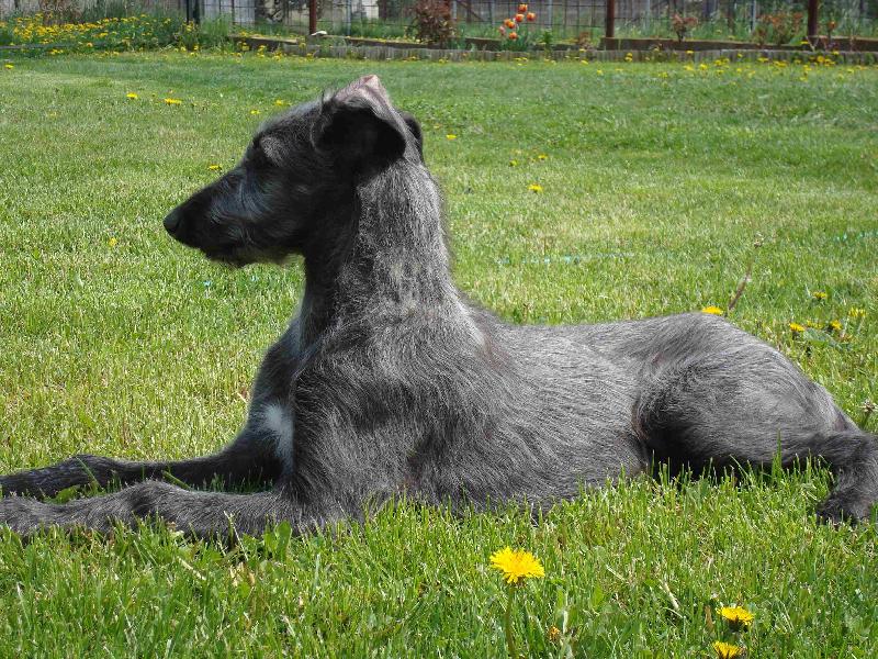 Foto: AZARIA Irsias-štěně-stáří 2,5měsíce