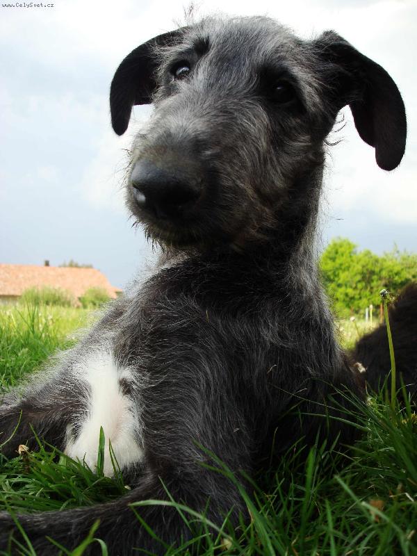 Foto: AZARIA Irsias-štěně-stáří 2,5měsíce