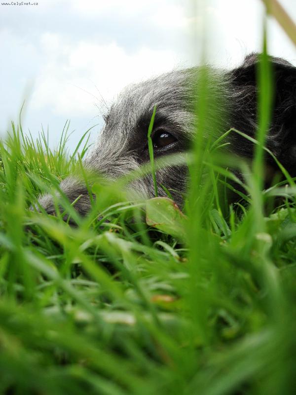 Foto: AZARIA Irsias-štěně-stáří 2,5měsíce