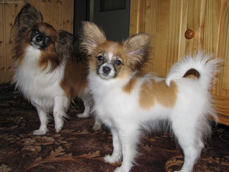 Foto: Barbi Camilla Altair,Atilla Nabuko