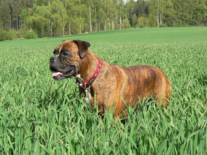 Foto: Blondy v jarním obilí