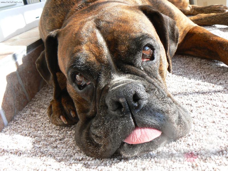 Foto: Blondy se vyhřívá na lodžii