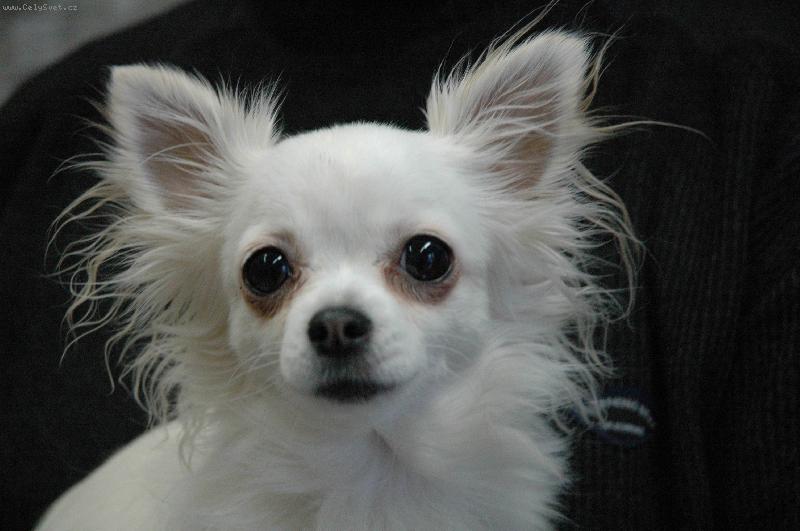 Foto: Čivava dlouhosrstá