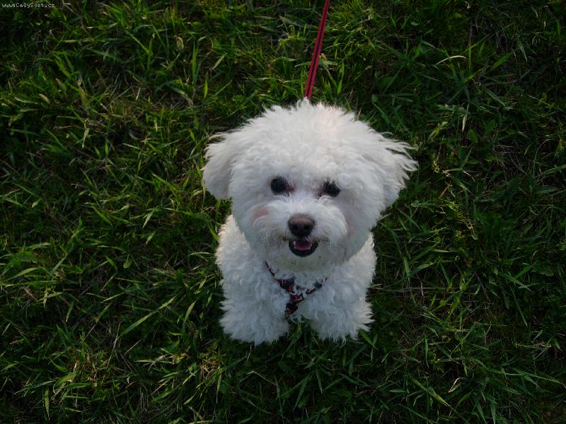 Foto: Soptík na louce-panáčkování na vycházce