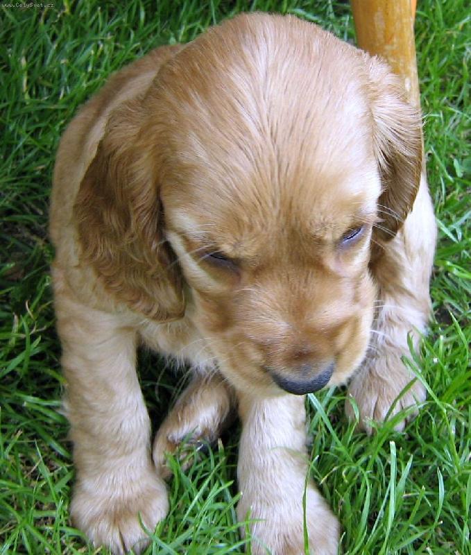 Foto: "přemýšlím mám spát nebo si hrát?"