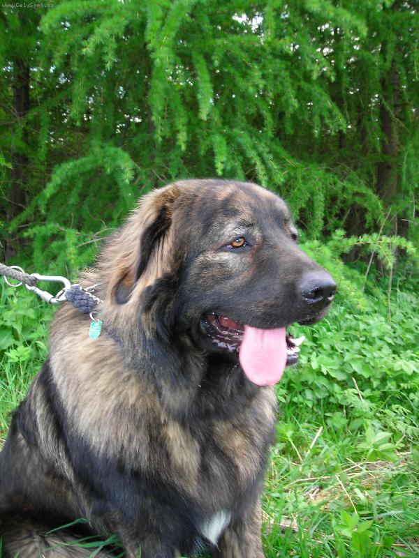 Foto: Baša na procházce-U lesa