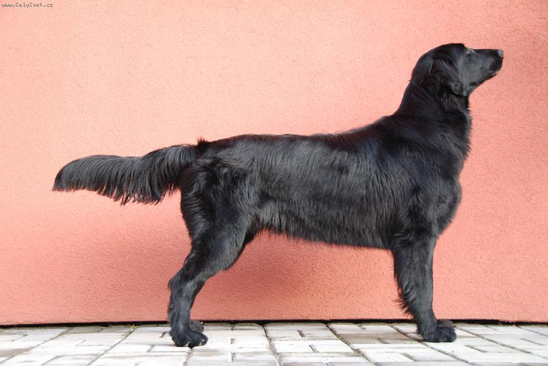 Foto: Arwen-ve výstavním postoji