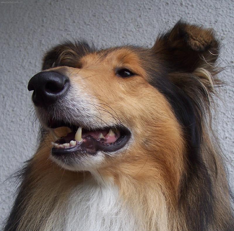 Foto: Můj miláček-kolie