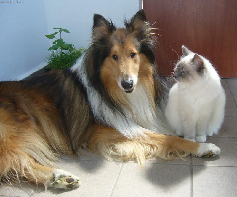 Foto: Můj miláček2-kolie