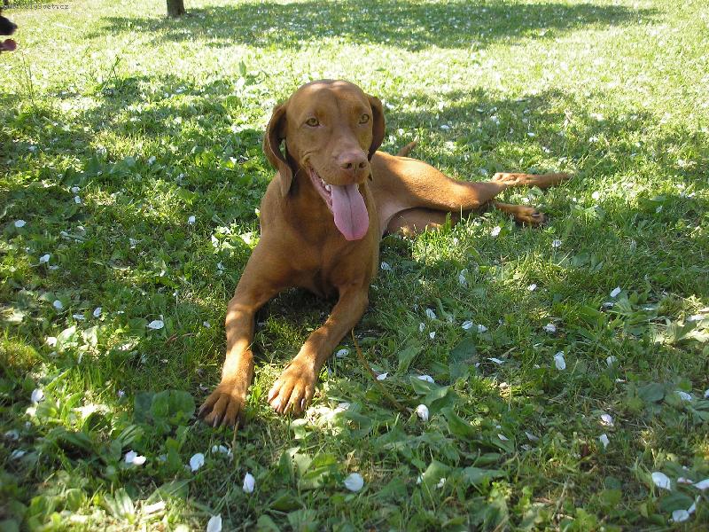 Foto: ulítaná Tessinka