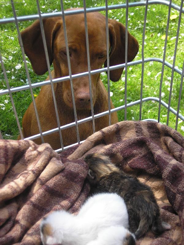 Foto: Tessušinka s koťátky-Co to tam v košíku děláte? Já vás chci jenom očuchut