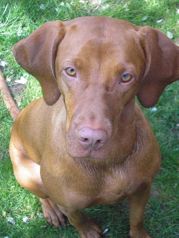 Foto: Tessinka...-Tag to je moe zlotíčko...už jí jsou 3 roky