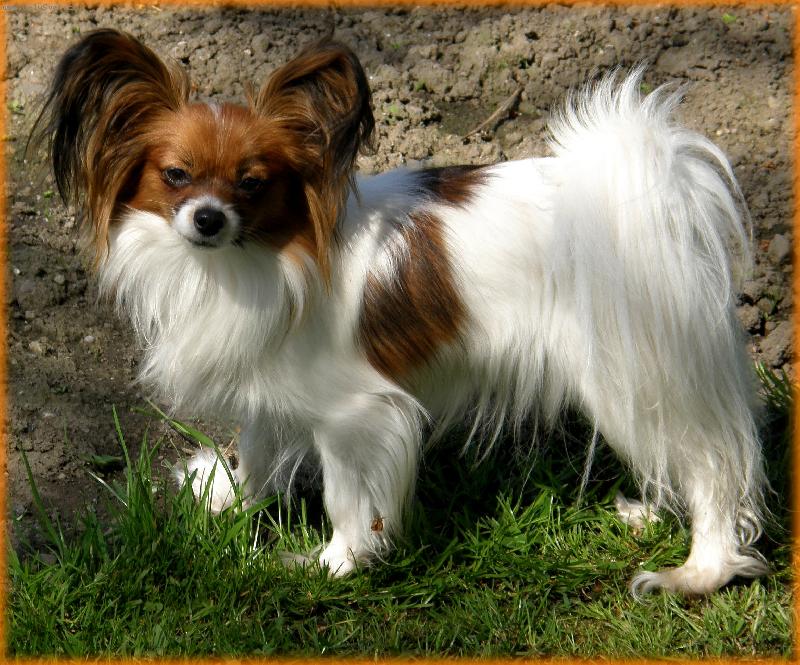 Foto: papillonci z Těšína-Goldy