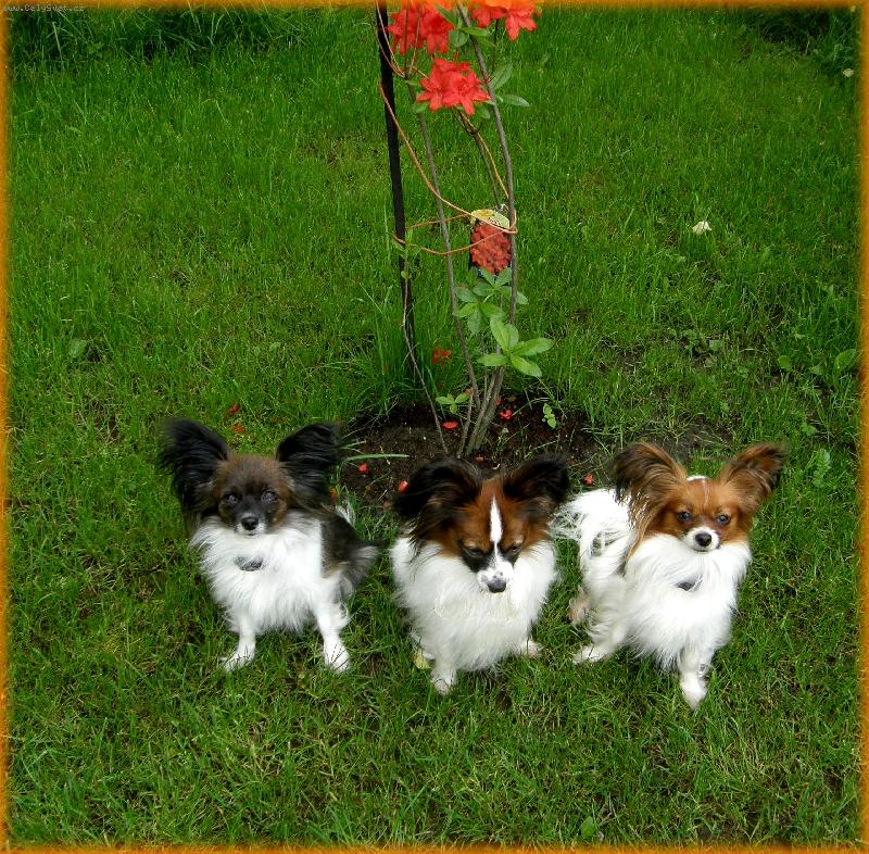 Foto: papillonci z Těšína-papišek