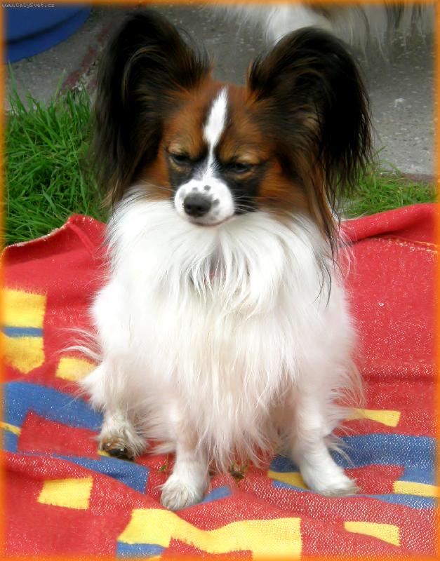 Foto: papillonci z Těšína-Andreas