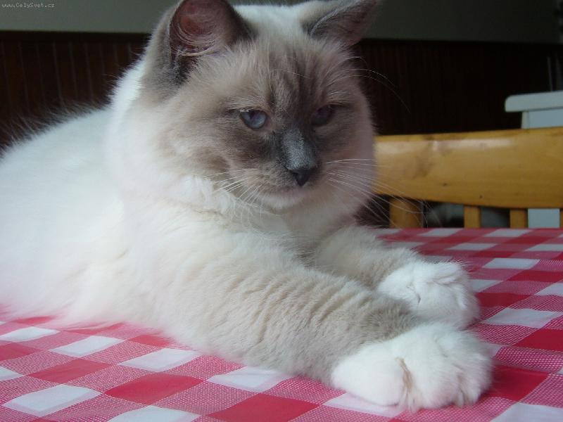 Foto: Můj miláček-moje kočička