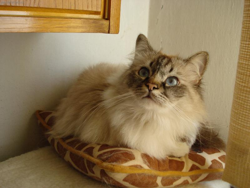 Foto: miláček Tiámek