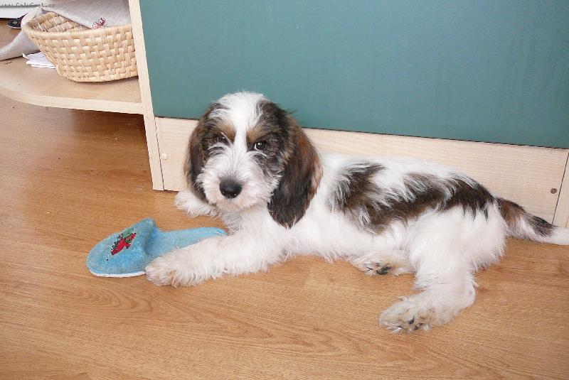 Foto: Josefina Elve Bohemica-štěně