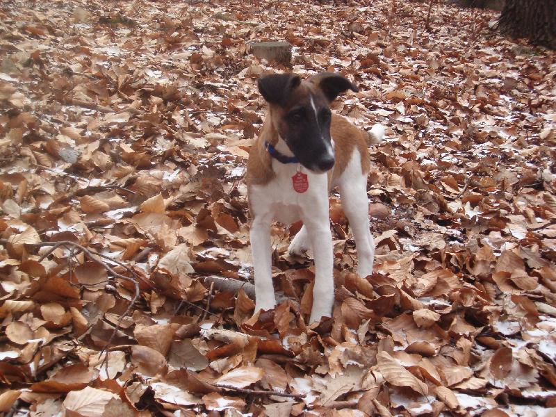 Foto: Bessy z Rumpálu-na procházce v lesíku