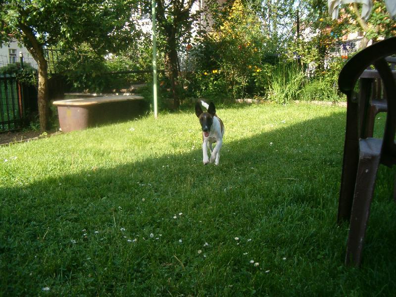 Foto: Bessy z Rumpálu-běžící