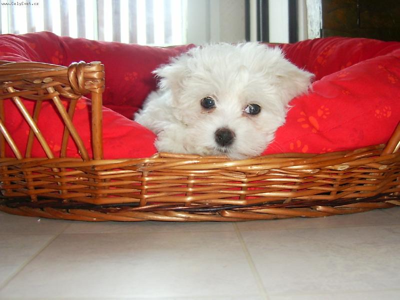 Foto: druhý den v novém domově-Sněhulka