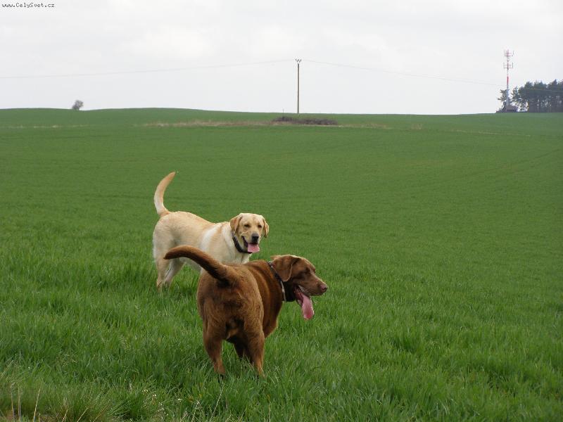 Foto: Andy (Endýsek) a Rocky-bráškové se sešli skoro po roce