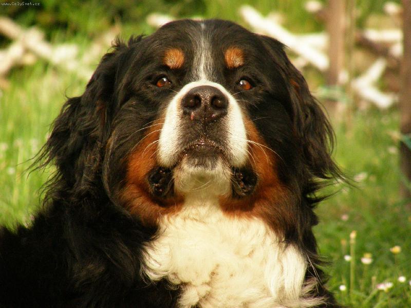 Foto: Bad :-)-můj ňu ňu :-)) čili darebák :-)