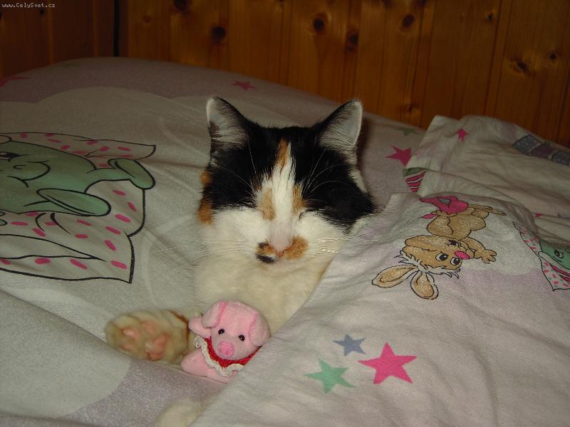 Foto: Líza-Sladké sny