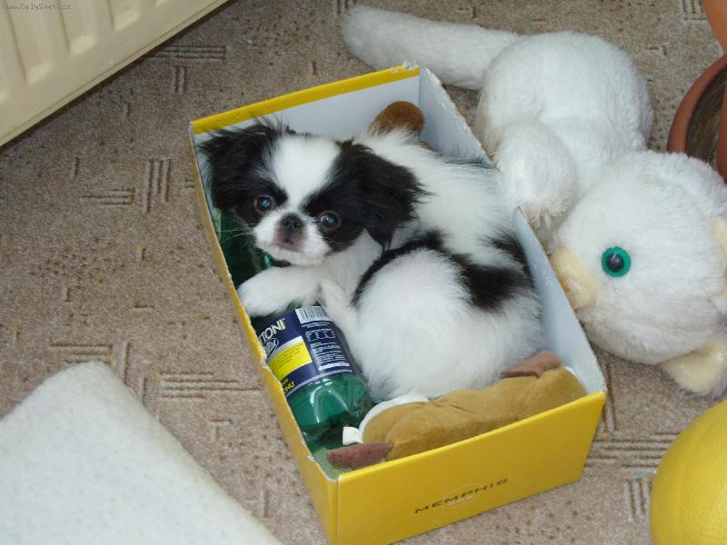 Foto: ČIKO-Sladké sny