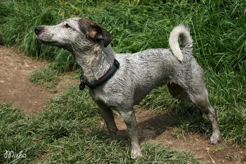 Foto: Prasátko Annie