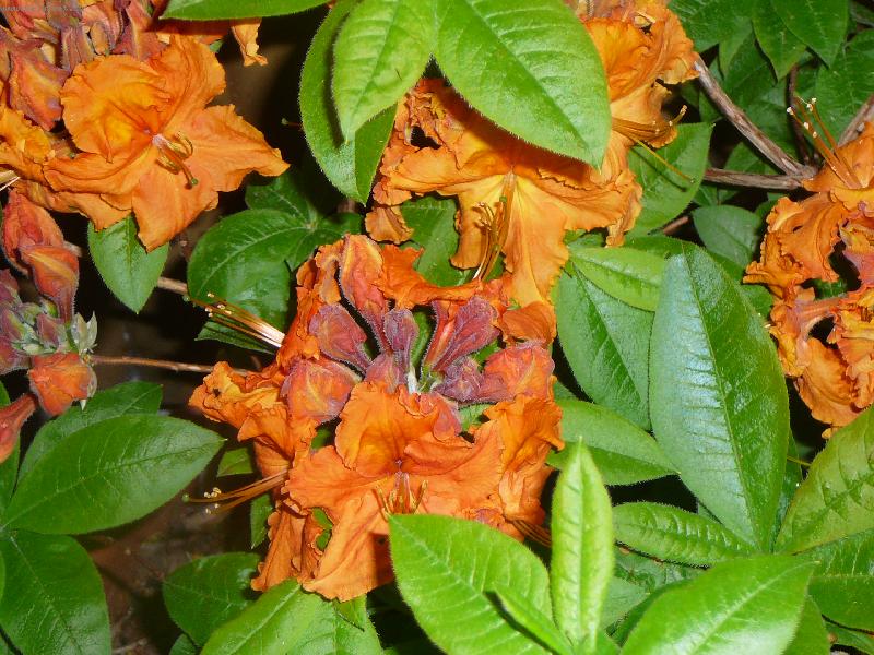 Foto: Azalka opadavá