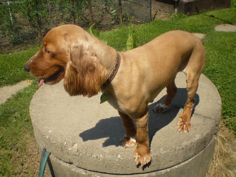 Foto: Niki-letní sestřih