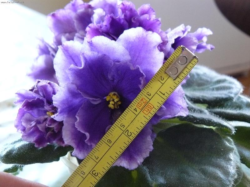 Foto: Šeděvr Chudožnika