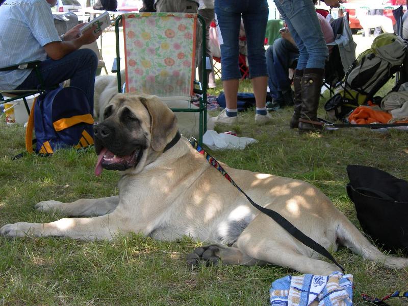 Foto: Boston Ceaba od Zpívajících sosen 6 měsíců