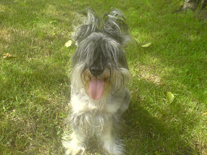 Foto: Miláček Dave-Náš nejlepší přítel