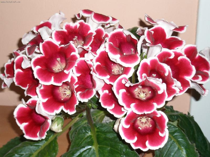 Foto: Obdivovaná Gloxinie-Obdivovaná Gloxinie
