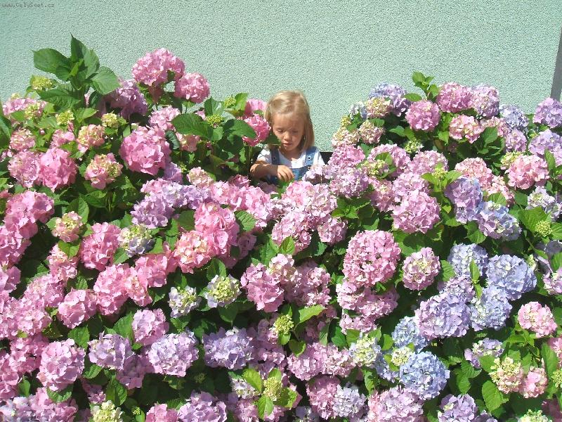 Foto: nejkrásnější květ je uprostřed-dcera Anička 3r.