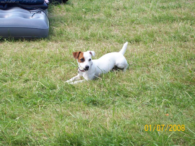 Foto: Jack russel teriér