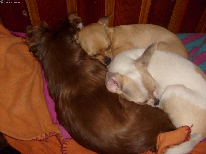 Foto: Tři sestřičky-sladký spánek ...