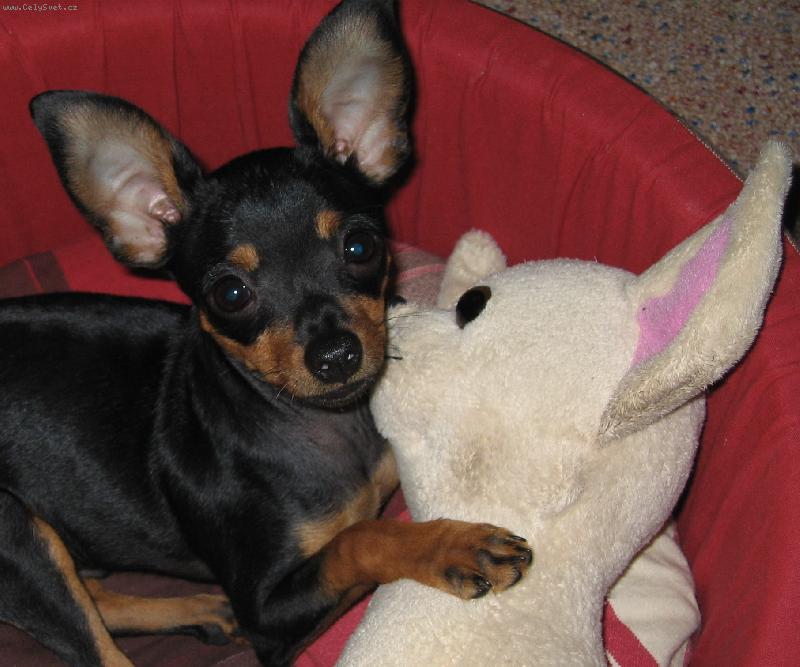 Foto: Korinova vežká láska-Korin Idefix Fedar, 4 mesiace