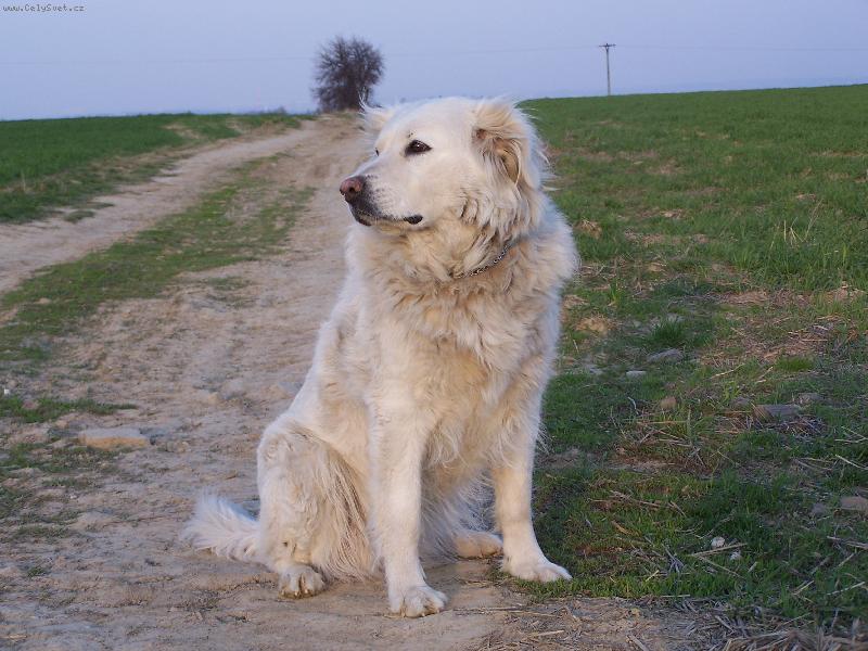 Foto: slovenský čuvač