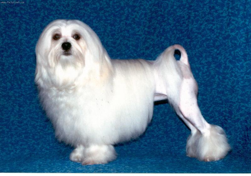 Foto: Noblesa Aura lvíčci