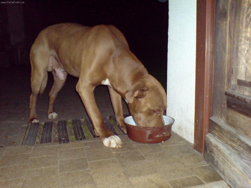 Foto: Aron-Aronek baští...