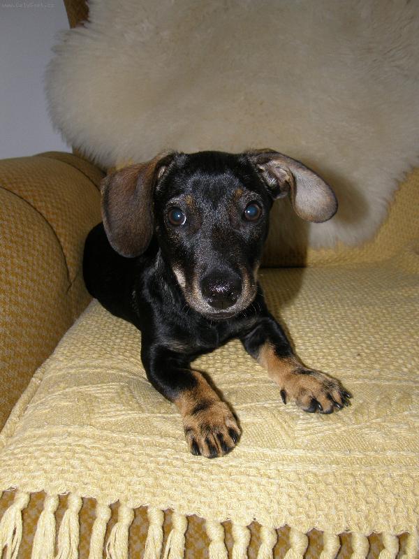 Foto: Fido-no co, tak mám křivé ucho... :-)