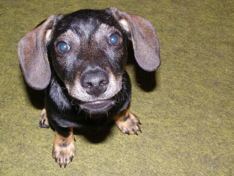 Foto: Fido-já nic, to samo.