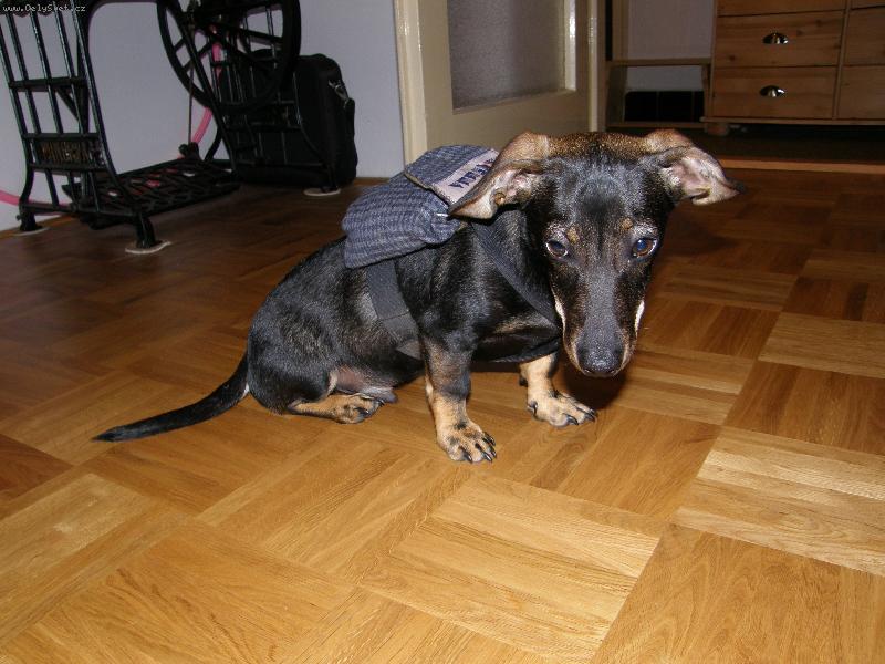 Foto: Myšilov s batohem-tak takhle si nosím svačinku já...:-)