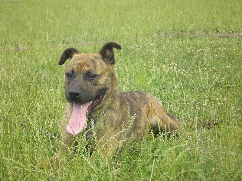 Foto: Pit bull-tak to je náš pejsek